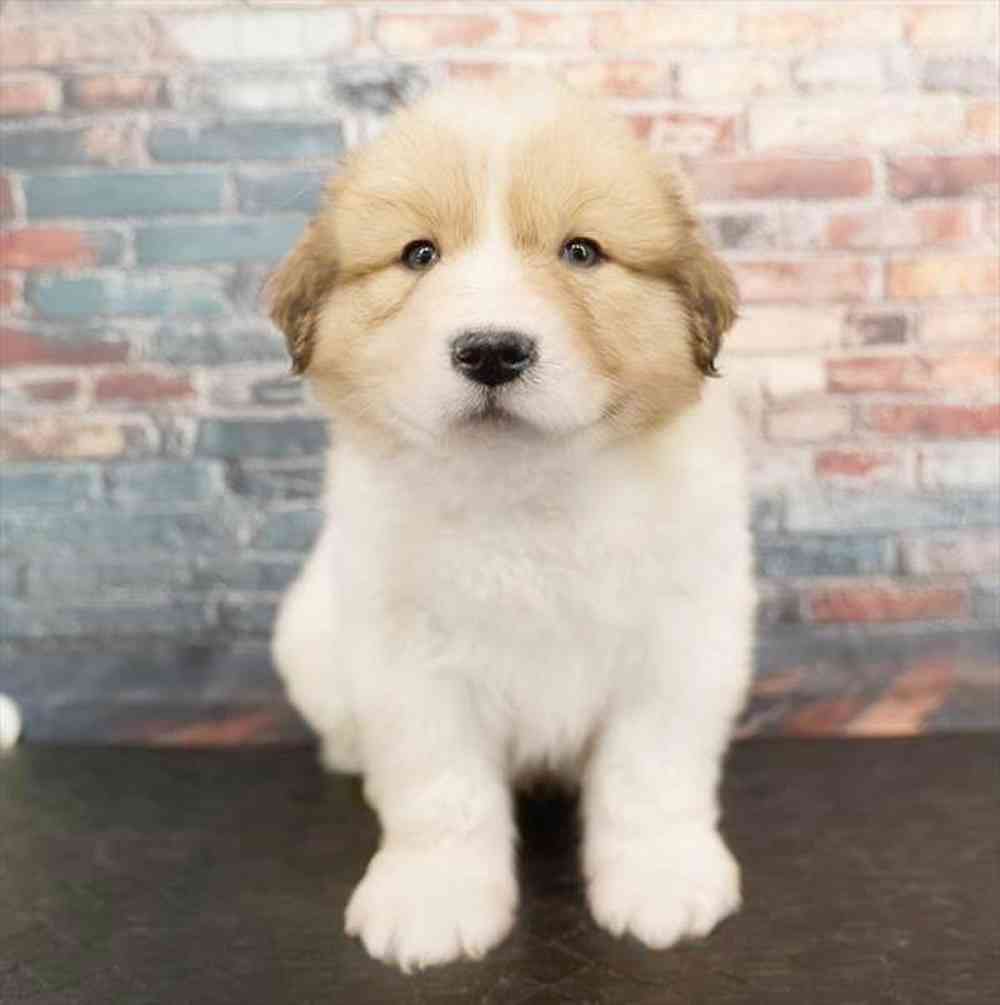 Image of a pet breed in the gallery