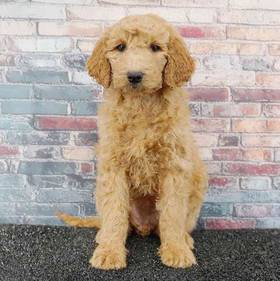 2nd Gen Mini Goldendoodle