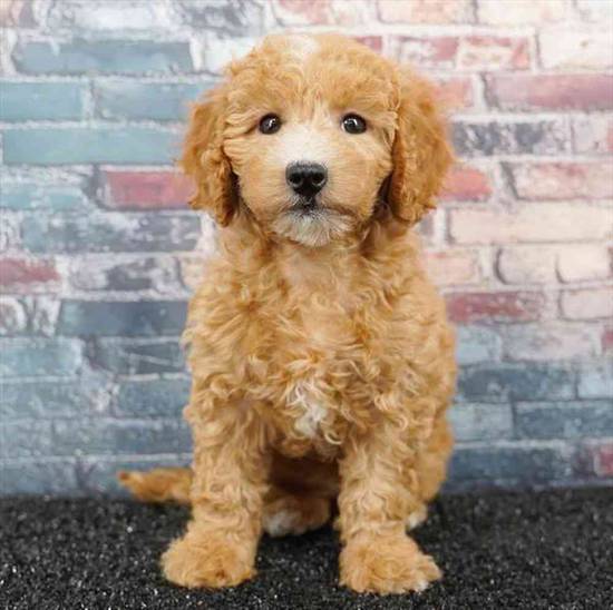 2nd Gen Mini Goldendoodle
