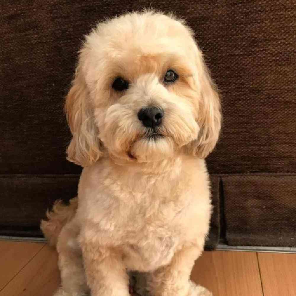 Lhasa poo puppies hotsell