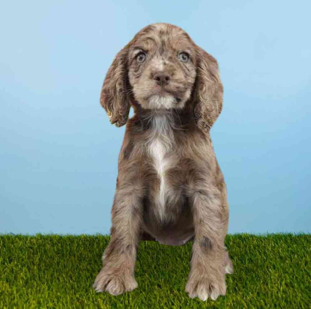 carousel pet images