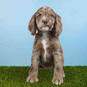 Cocker Spaniel