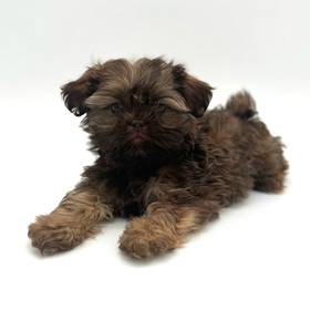 Shih Tzu
