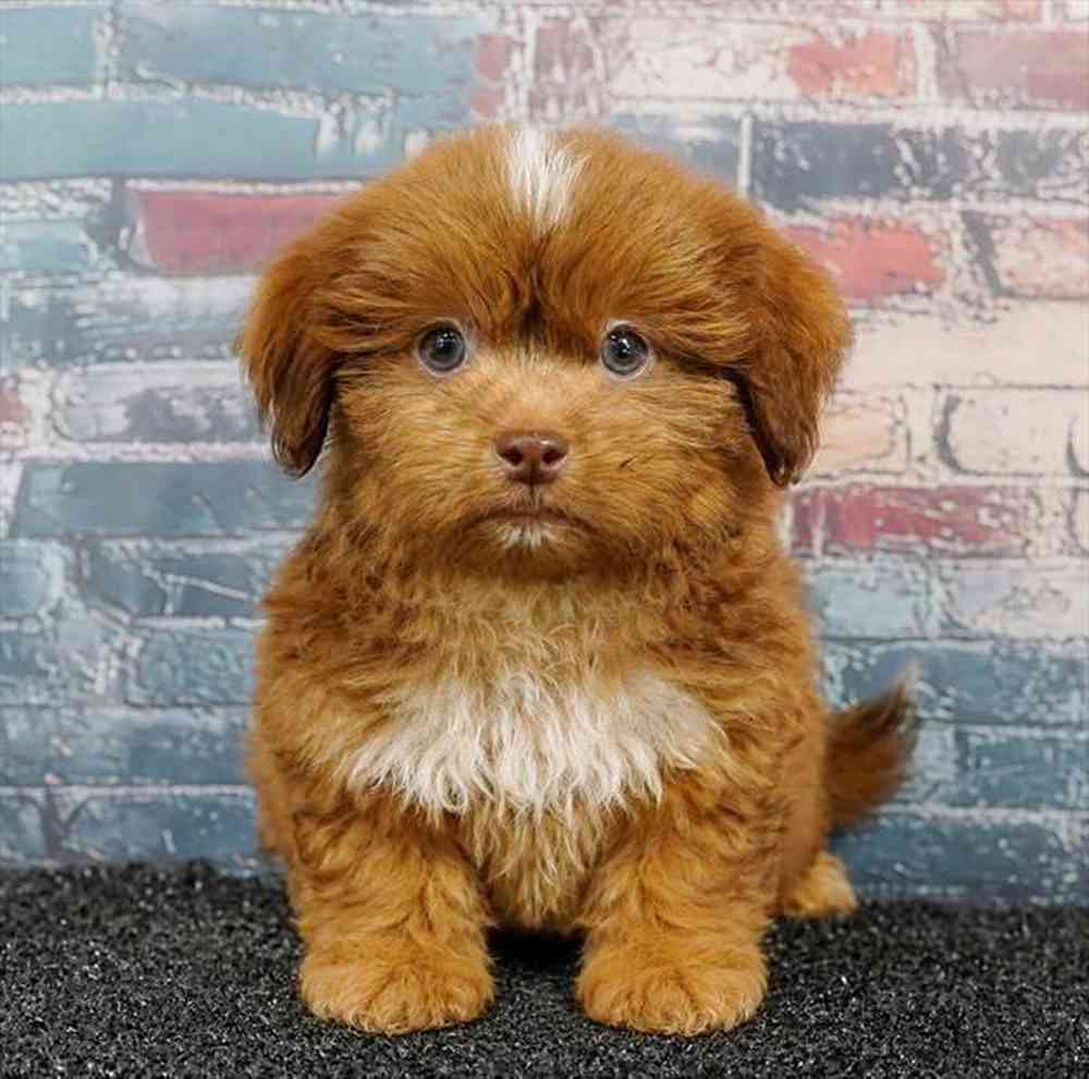 Image of a pet breed in the gallery