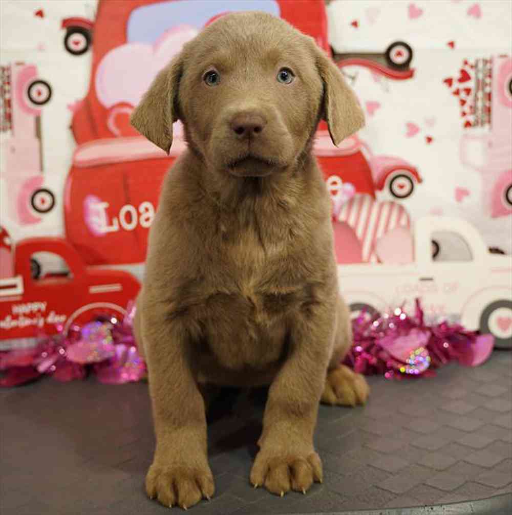 Female Labrador Retriever Puppies for Sale in Chandler
