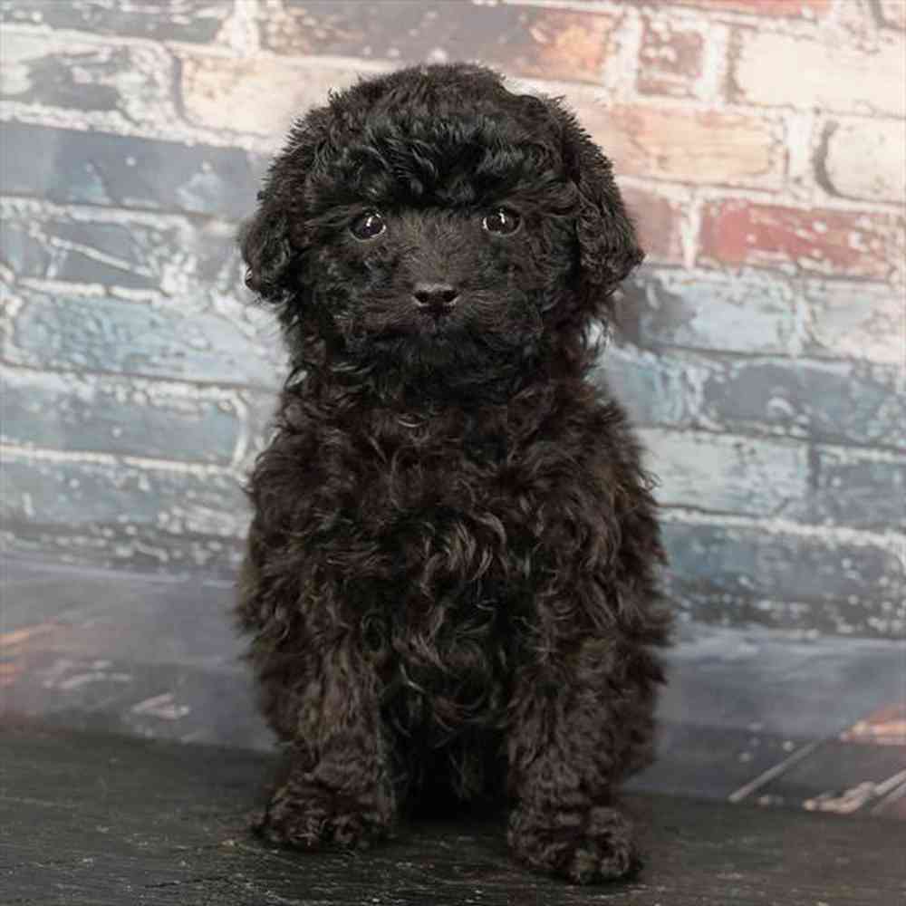 Image of a pet breed in the gallery