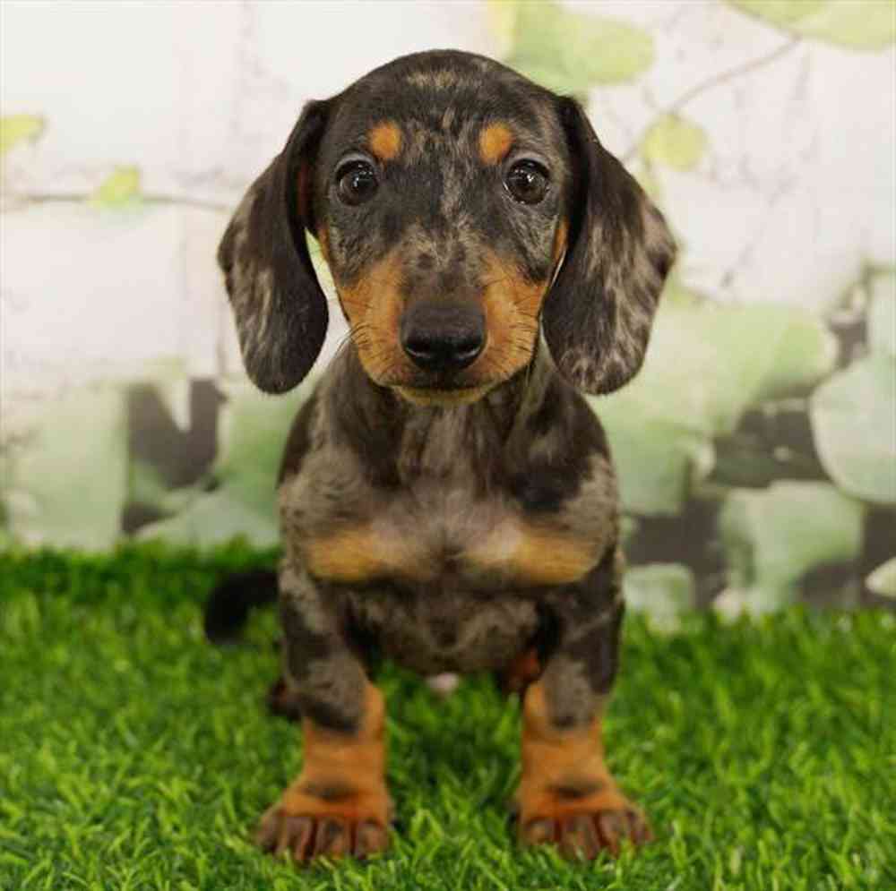Image of a pet breed in the gallery