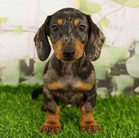 Dachshund