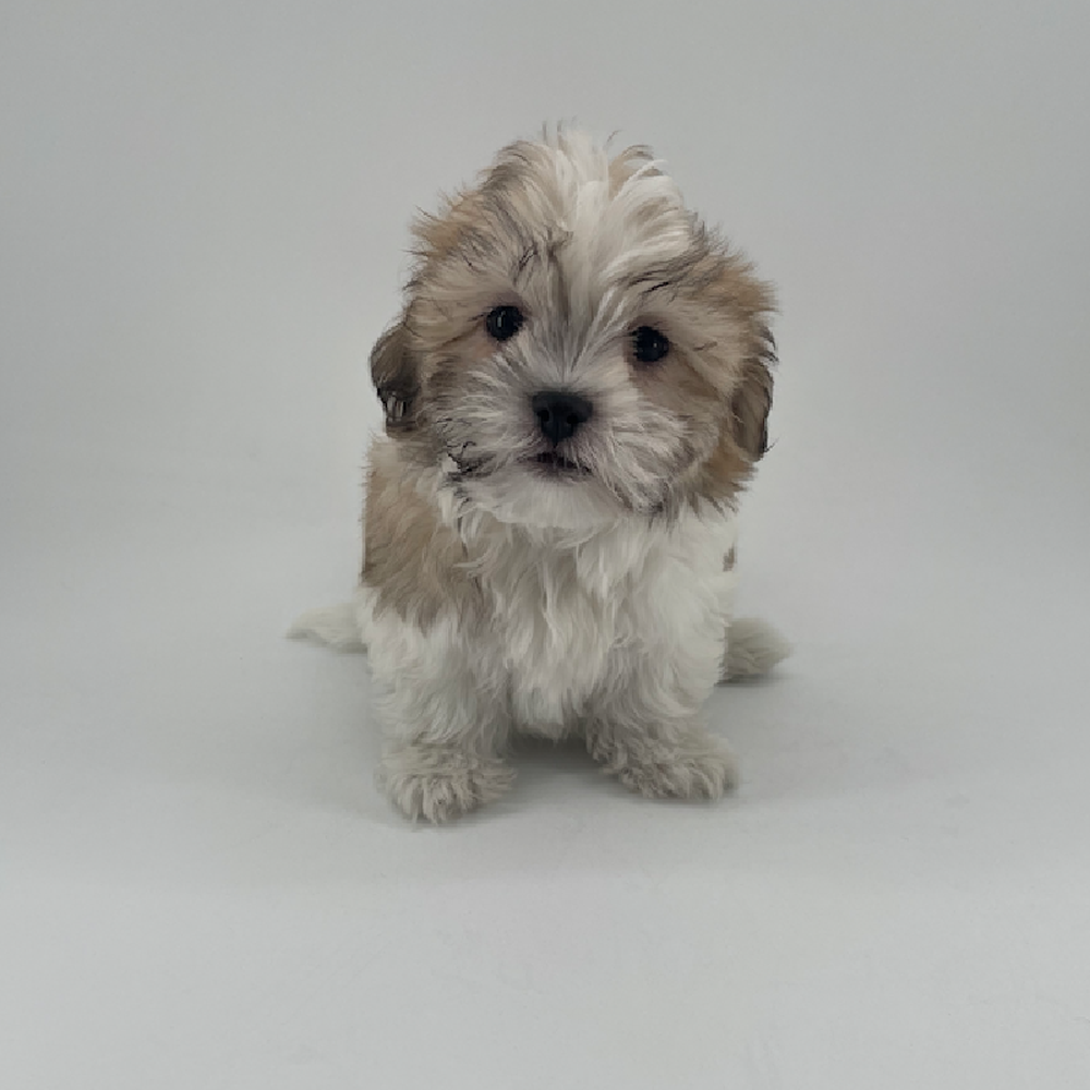 pet breed image
