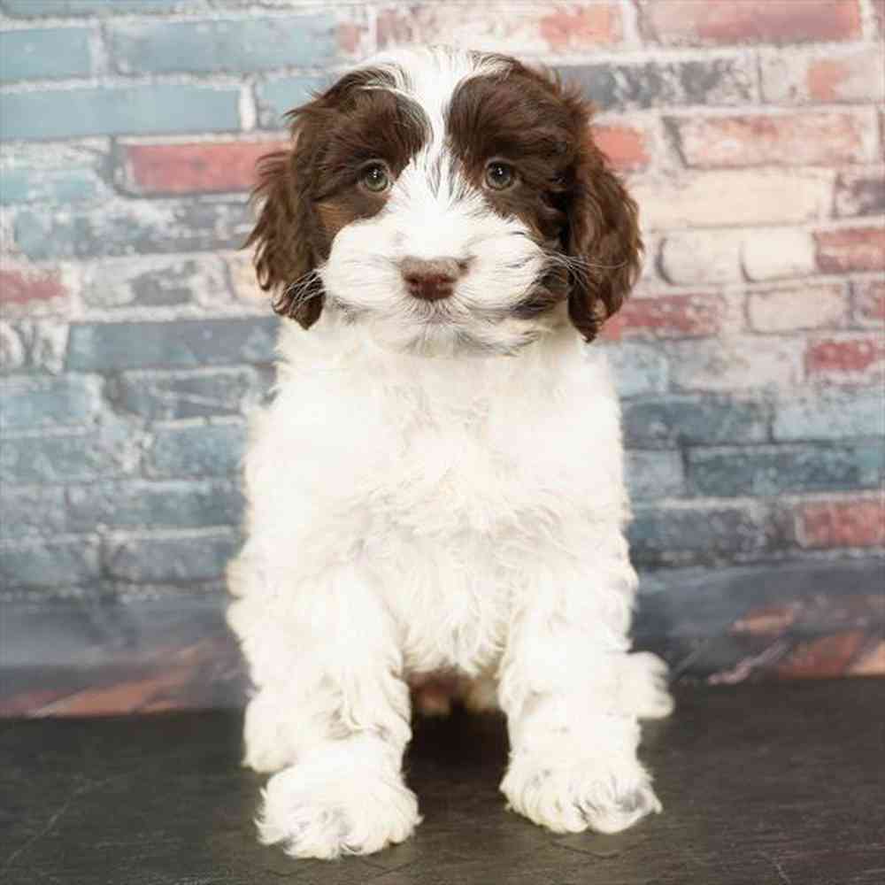 Image of a pet breed in the gallery