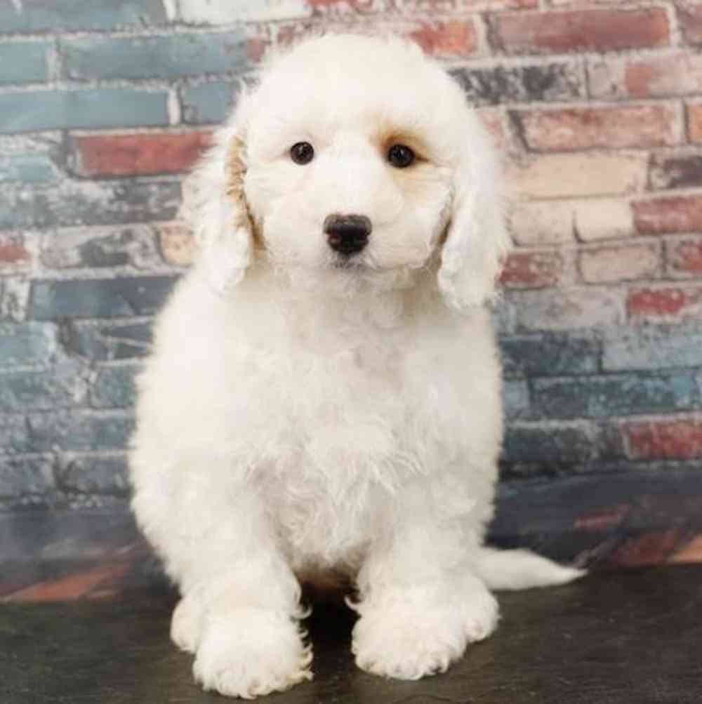 Image of a pet breed in the gallery