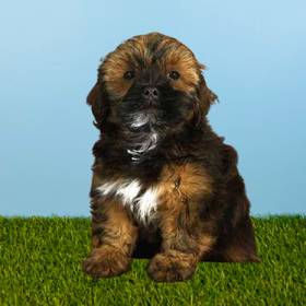 Lhasa Apso