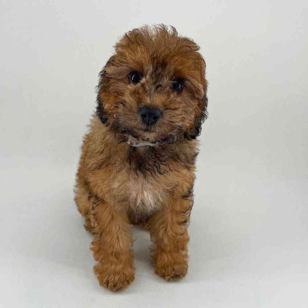 pet breed image