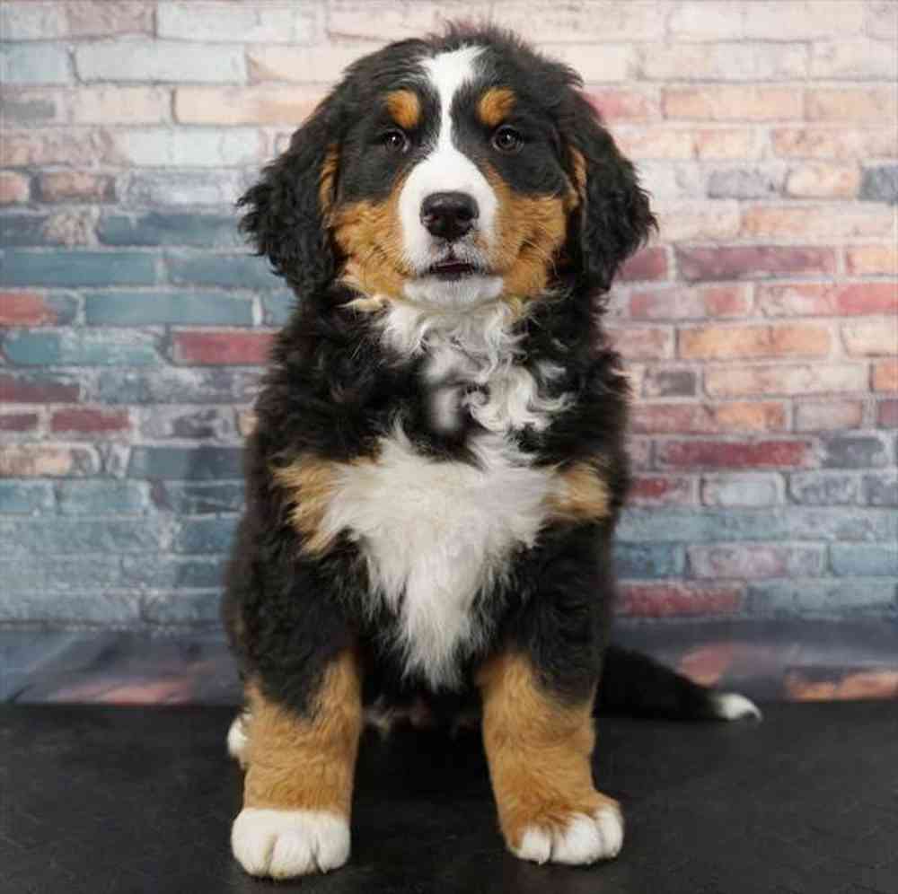 Image of a pet breed in the gallery