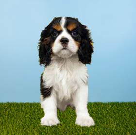 Cavalier King Charles Spaniel