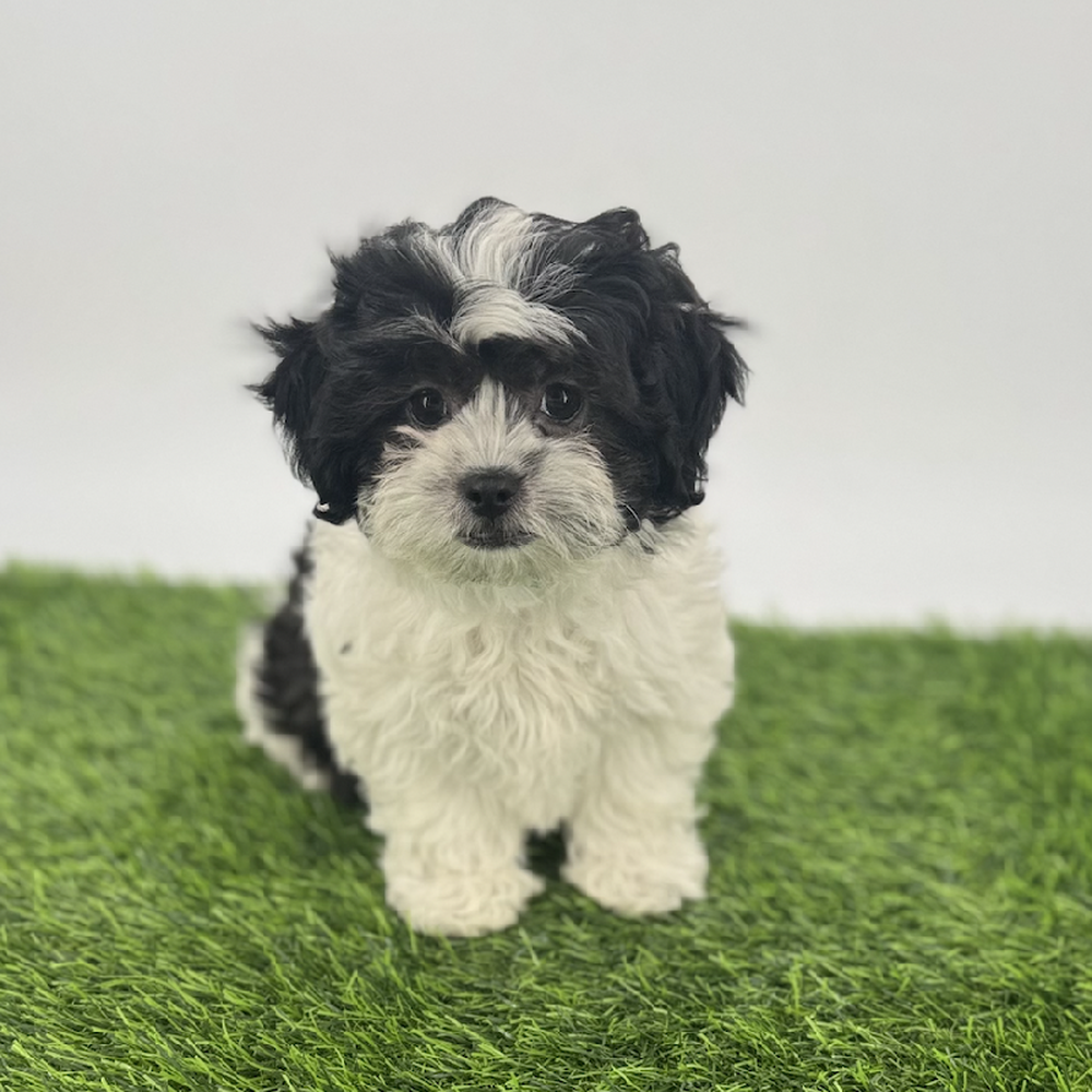 Image of a pet breed in the gallery