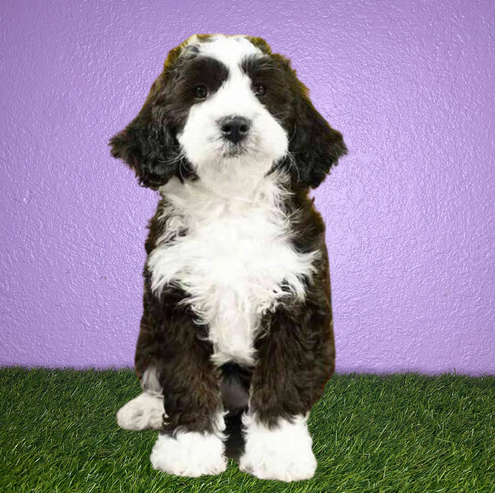 Female Bernedoodle Mini Puppy for Sale in New Braunfels, TX