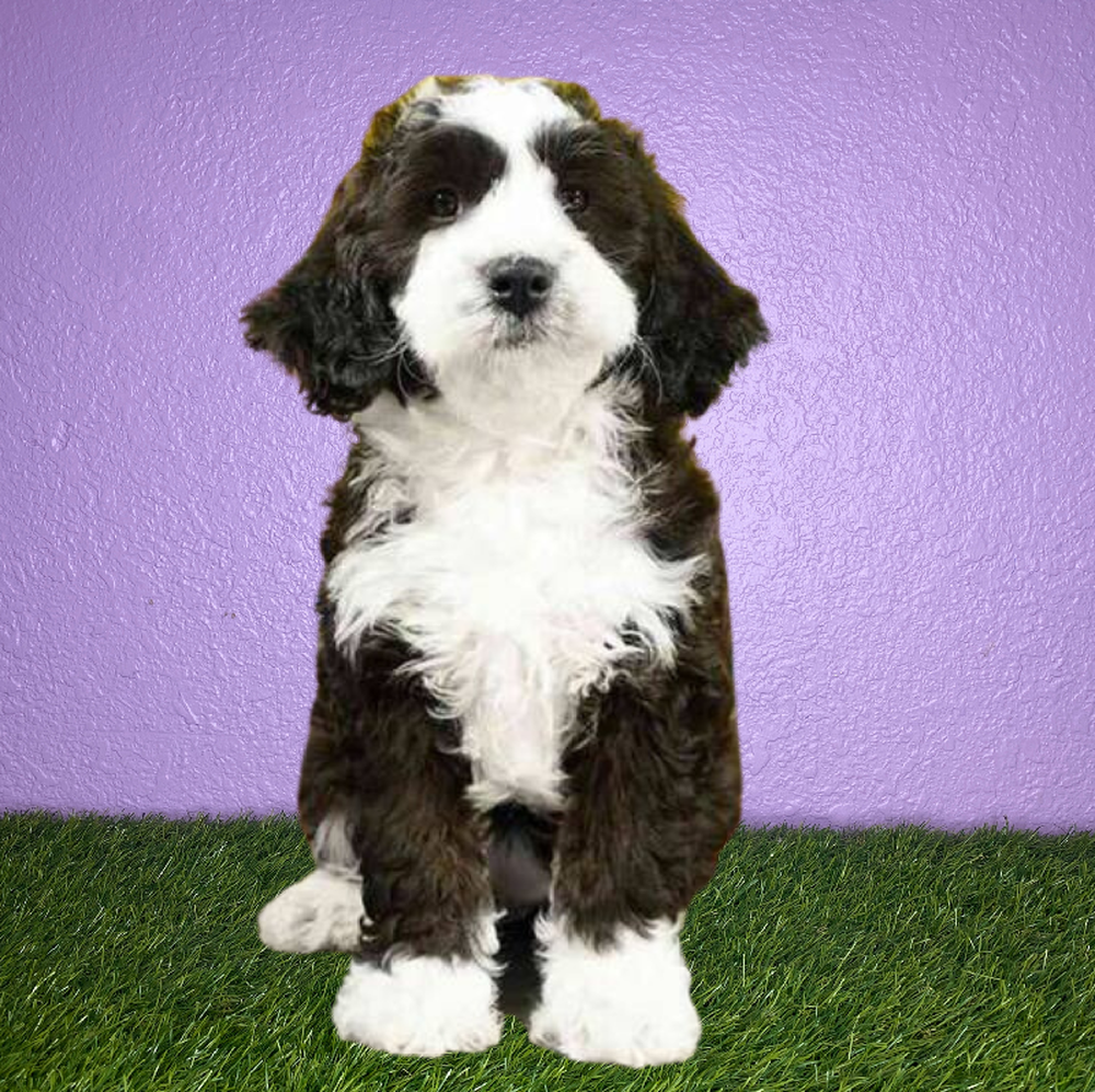 carousel pet images