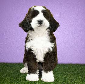 Bernedoodle Mini