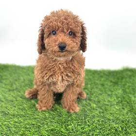 Mini Poodle