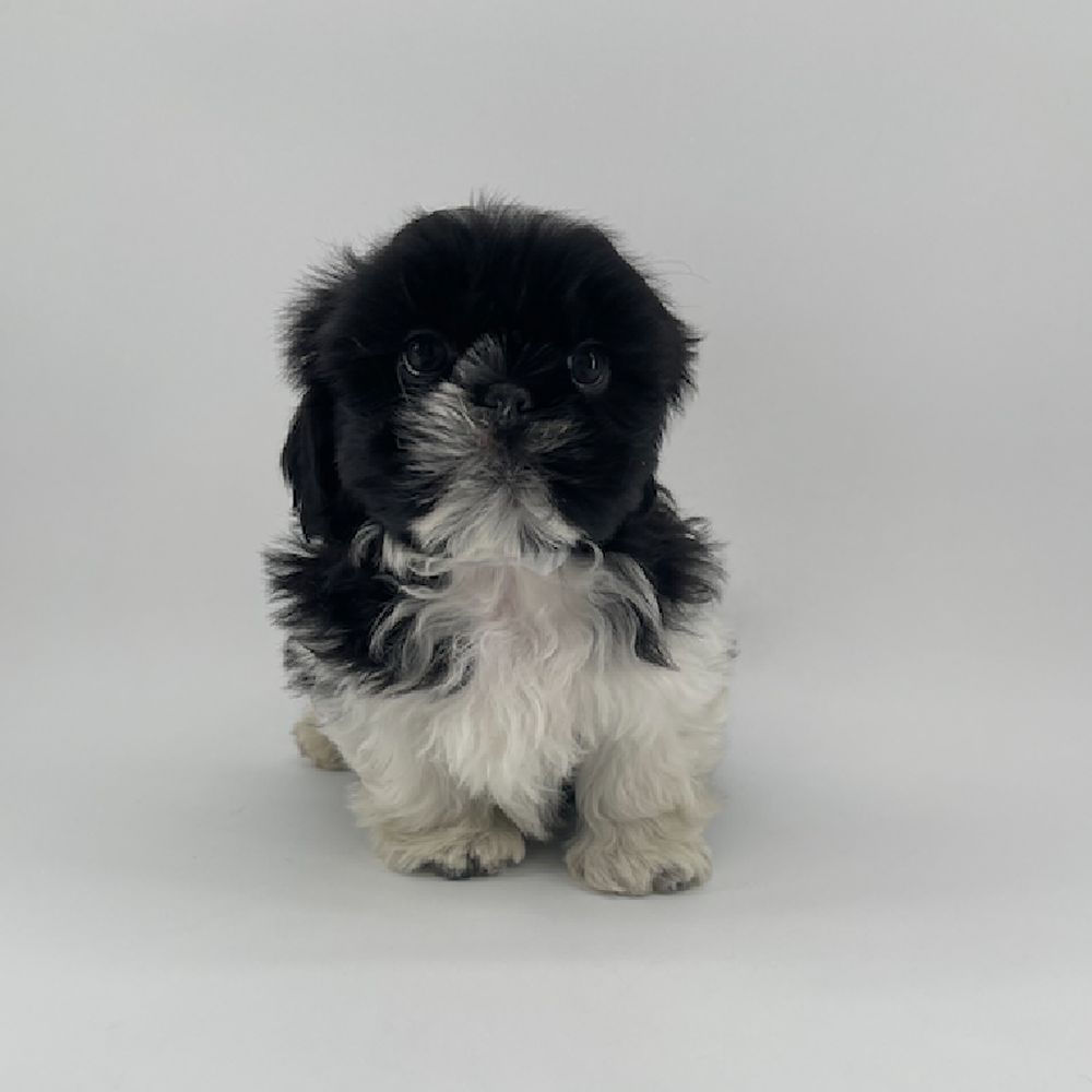 pet breed image