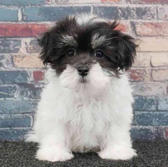 Havanese