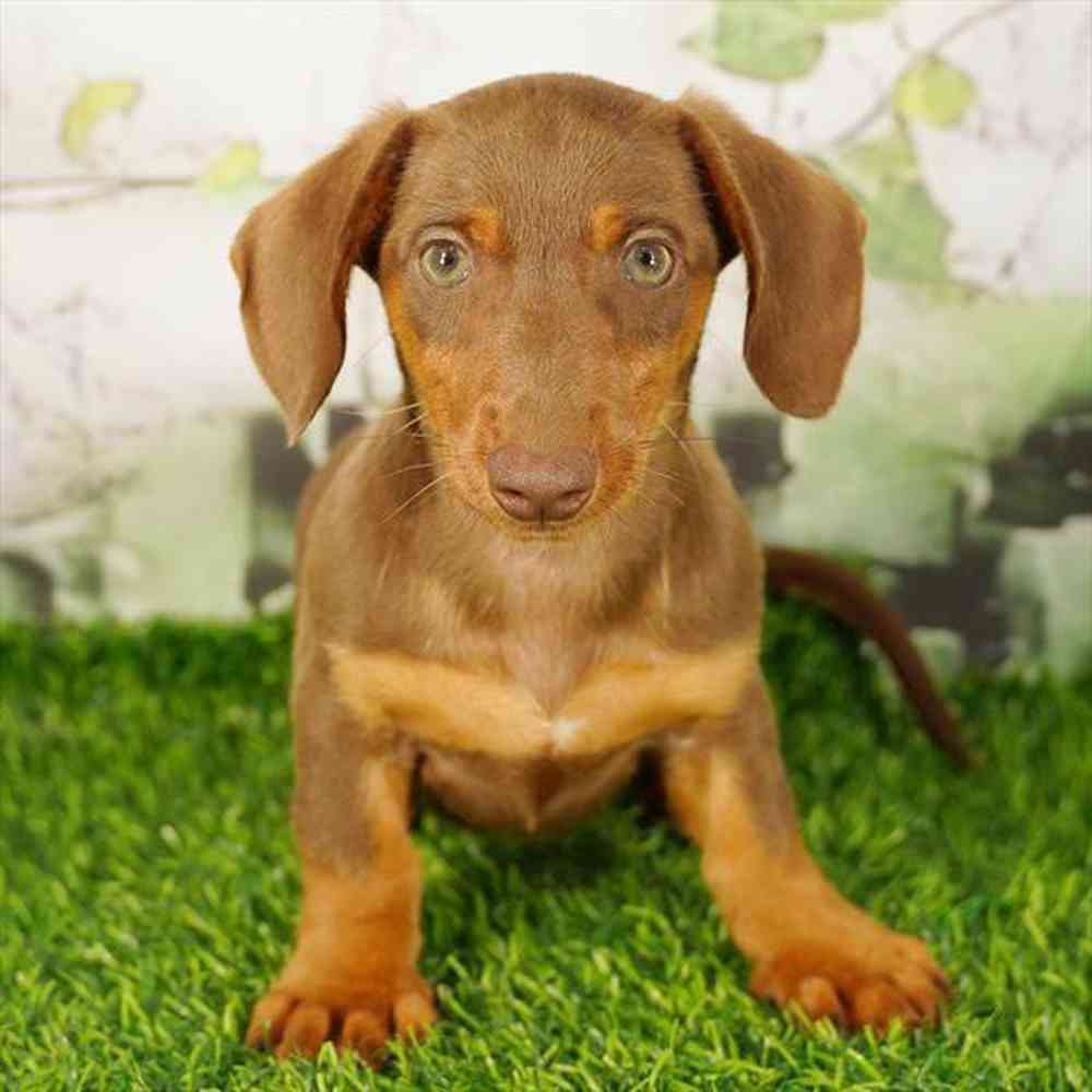Image of a pet breed in the gallery