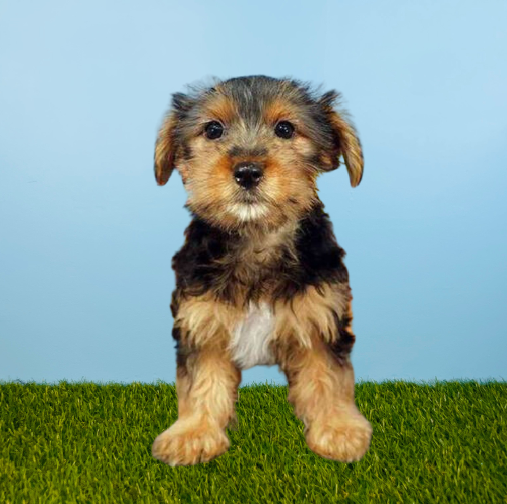 Male Yorkie Puppy for Sale in Tolleson, AZ