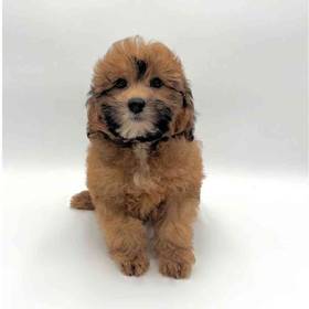Lhasa-Poo