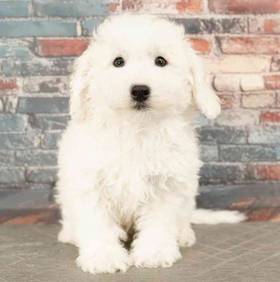 Bichon