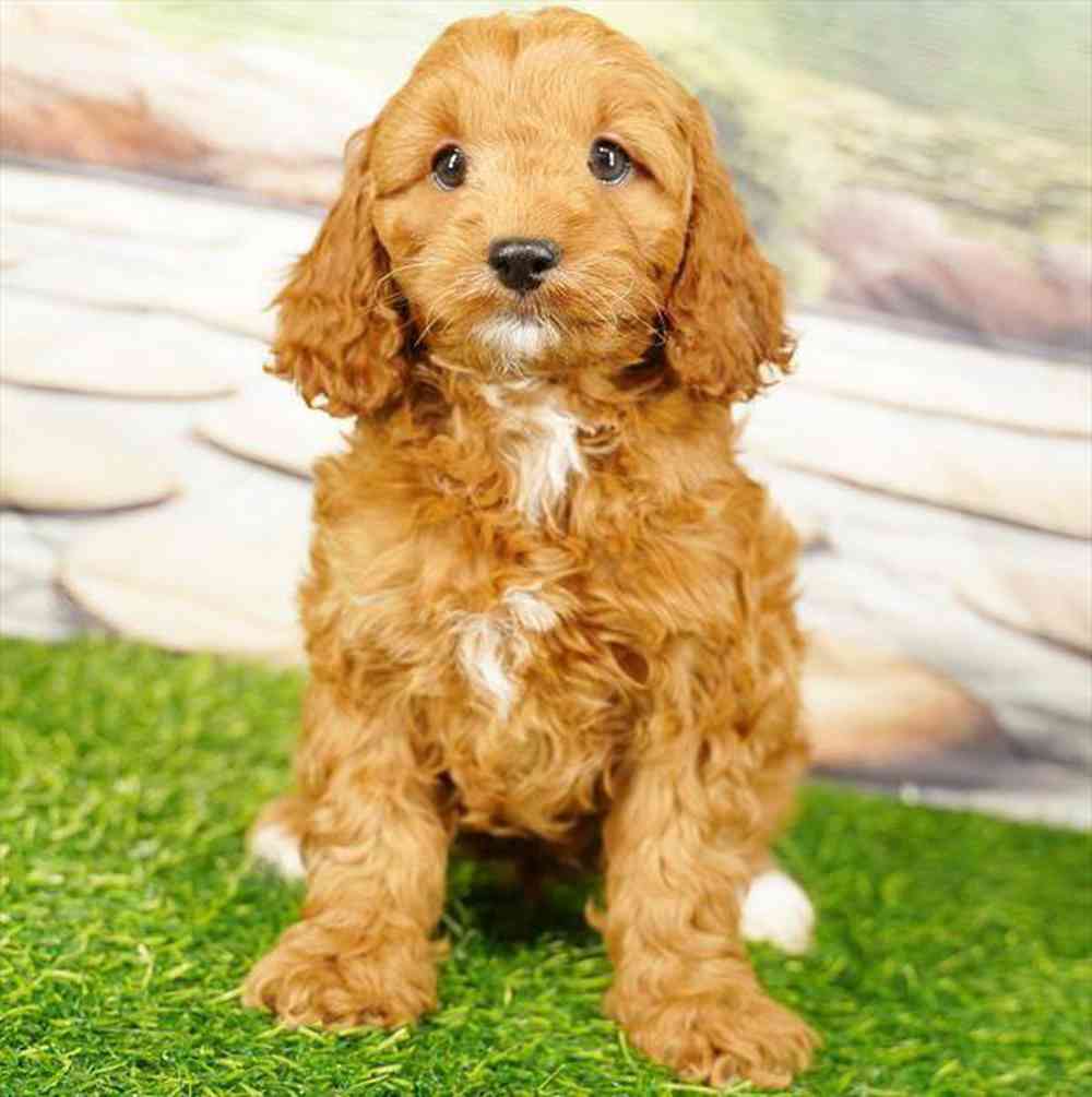 Image of a pet breed in the gallery