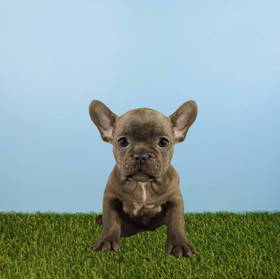 French Bulldog