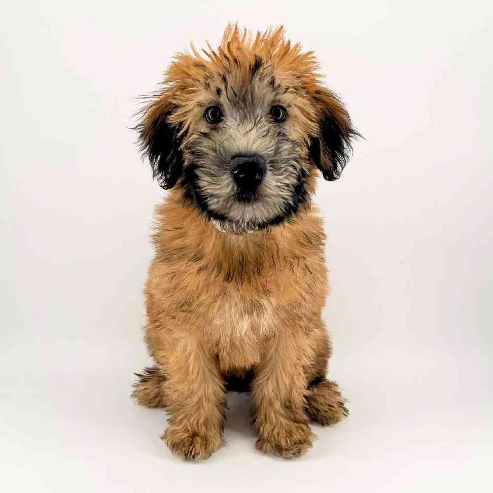 pet breed image