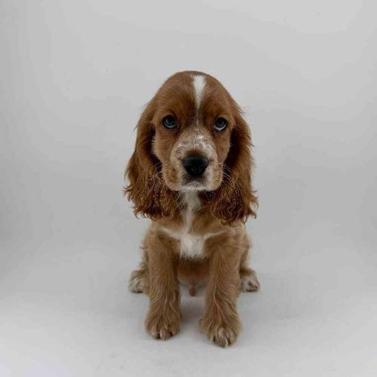 Cocker Spaniel