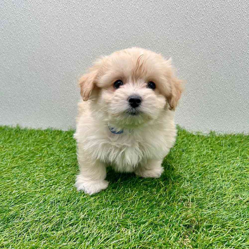 Image of a pet breed in the gallery