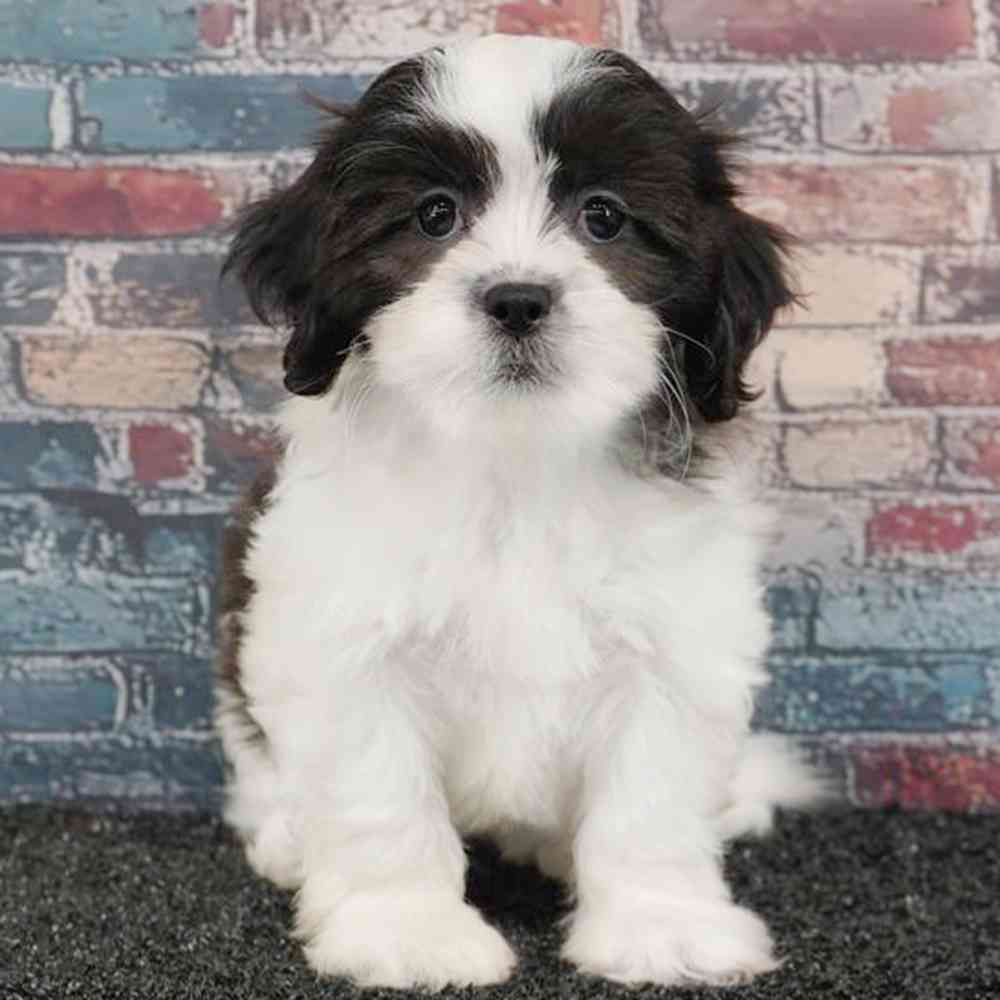 Image of a pet breed in the gallery
