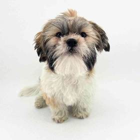 Lhasa Apso