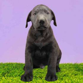 Labrador Retriever
