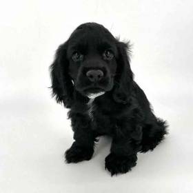 Cocker Spaniel