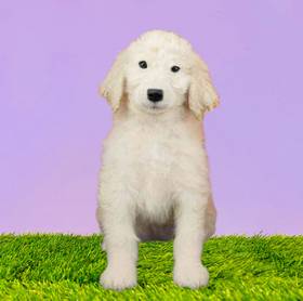 2nd Gen Standard Goldendoodle