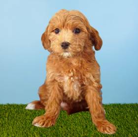 2nd Gen Mini Goldendoodle