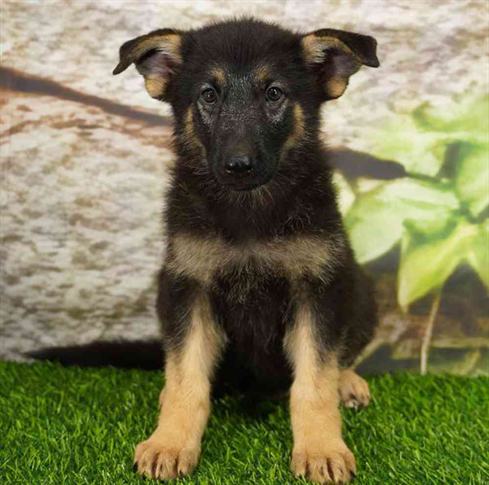 Image of a pet breed in the gallery