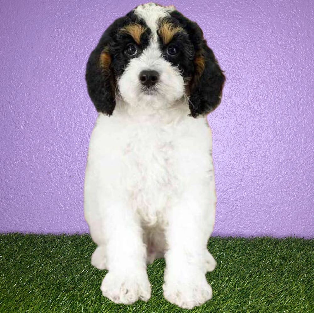 Male 2nd Gen Cockapoo Puppy for Sale in New Braunfels, TX