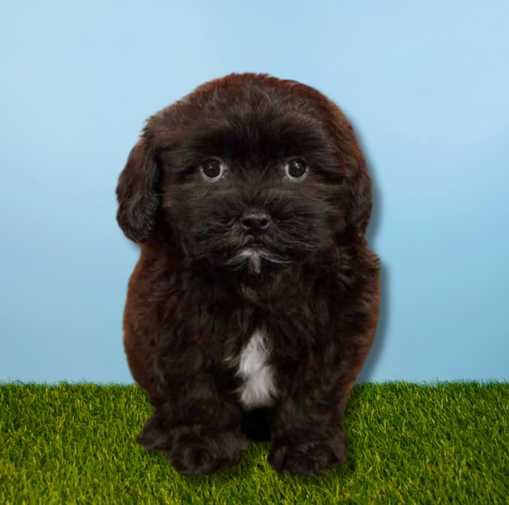 carousel pet images