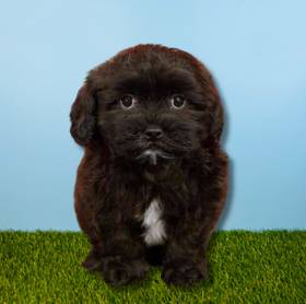 Shizapoo