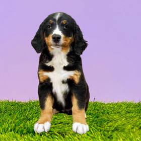 Bernese Mountain Dog