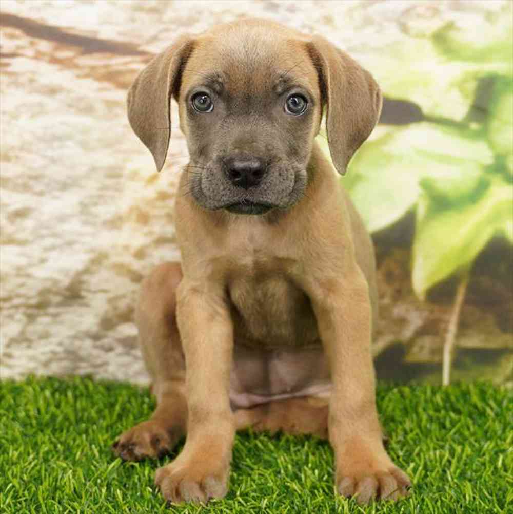 Image of a pet breed in the gallery