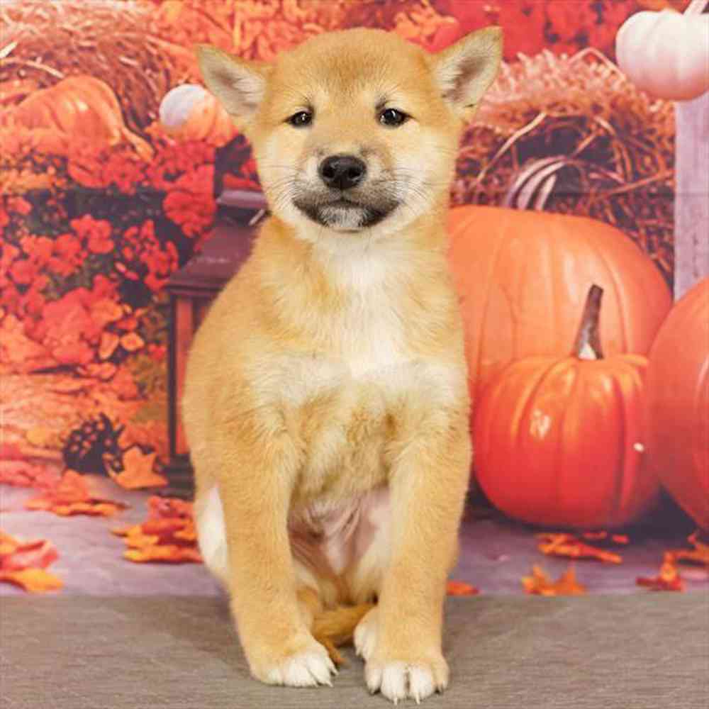 Image of a pet breed in the gallery