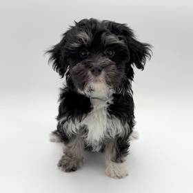 Havanese