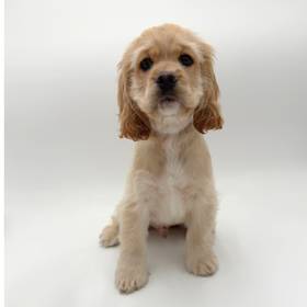 Cocker Spaniel